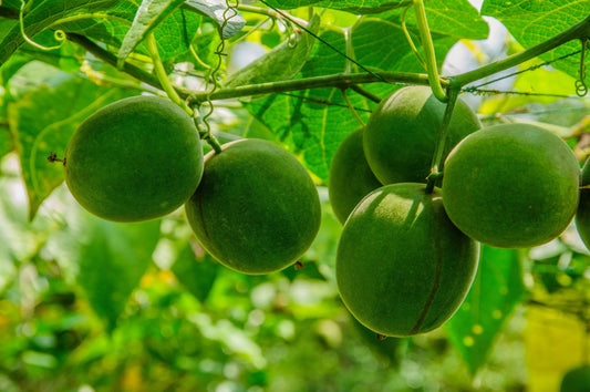 Unlocking the Sweet Secrets of Monk Fruit: A Natural Marvel for Fitness Enthusiasts and Busy Bees