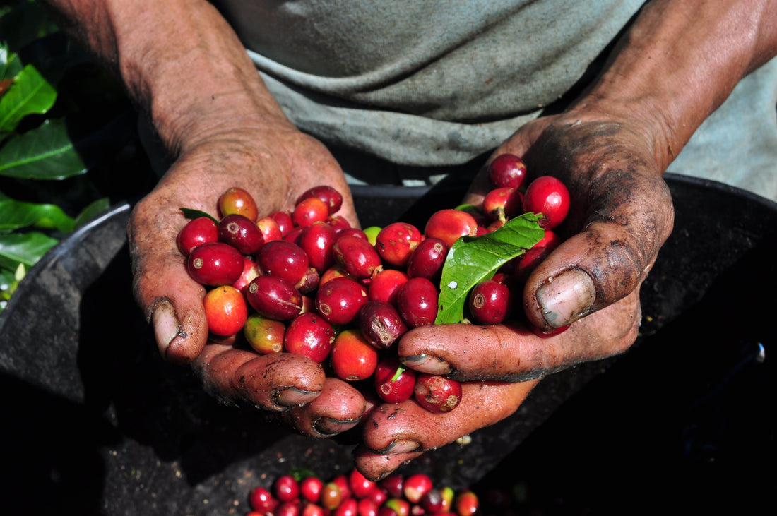 The Surprising Power of Upcycled Coffee Fruit Extract
